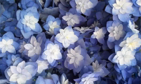 最受欢迎的3种花,又美又香,四季都开花,皮实好养,盆栽也可以