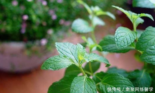 薄荷|如何把薄荷养到爆盆,几分钟就可以学会,再也没有蚊虫的叮咬