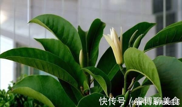 施肥|这花比茉莉还好闻,家里养一盆,花一开就是大半年!