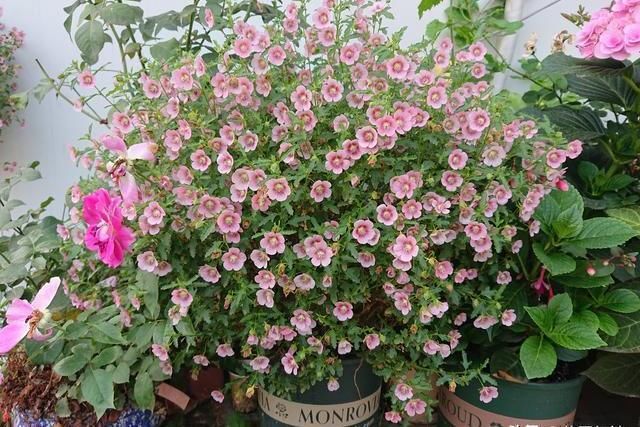 小木槿花期长，在开花期停止生长，怎么办？