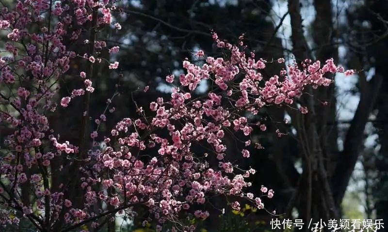 一条街|春城春意浓，西山区赏花正当时