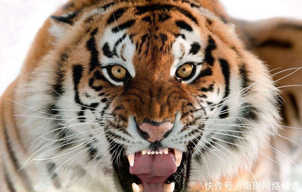 钓鱼穷三|俗语:“三虎出一豹,三斑出一鹞”啥意思?三句经典道尽处世智慧