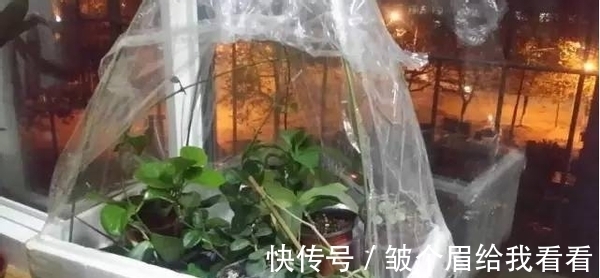 扔掉泡沫箱会污染环境?不如就拿来养花,实用、省钱、用途多