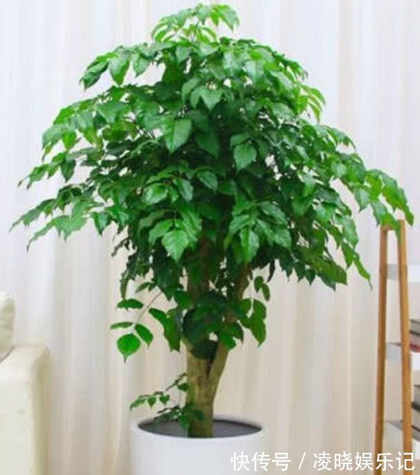 四种寓意好的花,喜庆吉祥好运来,养人旺财添富贵,漂亮好养