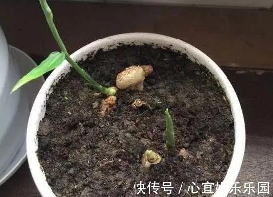花友|盆里种“生姜”，比君子兰好看，2个月“摘1次”，能吃6个月！