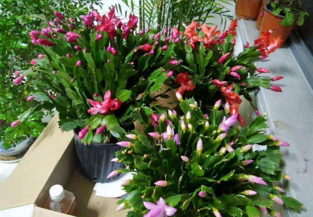 6种花“很吉祥”,建议养在卧室客厅,好看好养,还可当年宵花