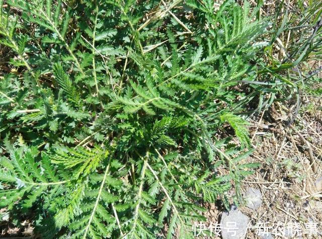 鸡腿|长在农村的“野草”,长得像“鸡腿”,生命力顽强,炒着吃味道好