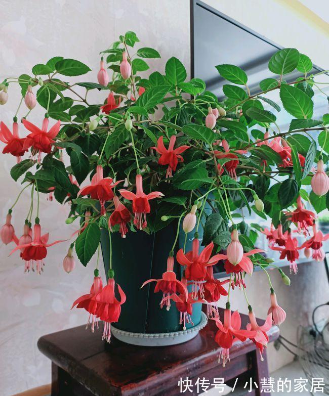 公认的“12种耐阴花”,有点散光就能长,花叶俱美有格调