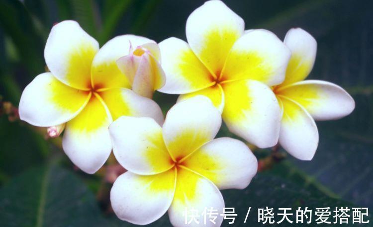 光照|农历7月19日开始，居家养这几款植物，漂亮又养人，花朵大花期长