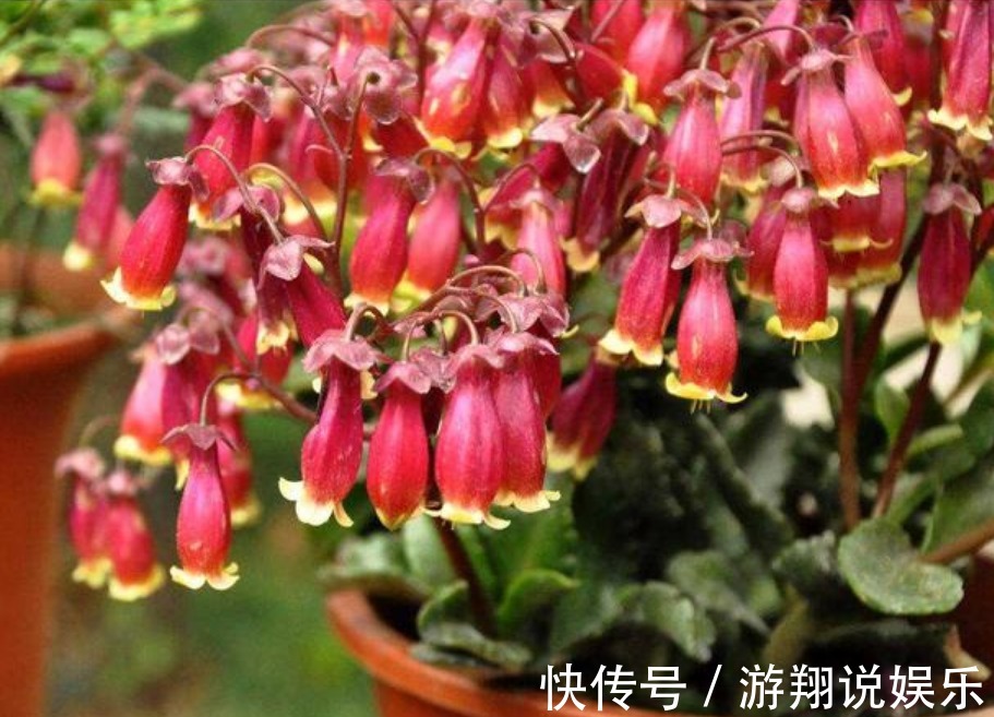 宫灯|世界上“最美”的垂吊花，看一眼就疯狂爱上他，你呢