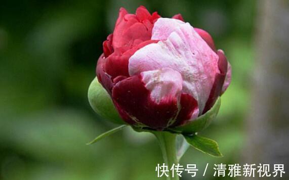 花型|想养花不妨选“它”不但颜色“奇特”还开花硕大，养上值了