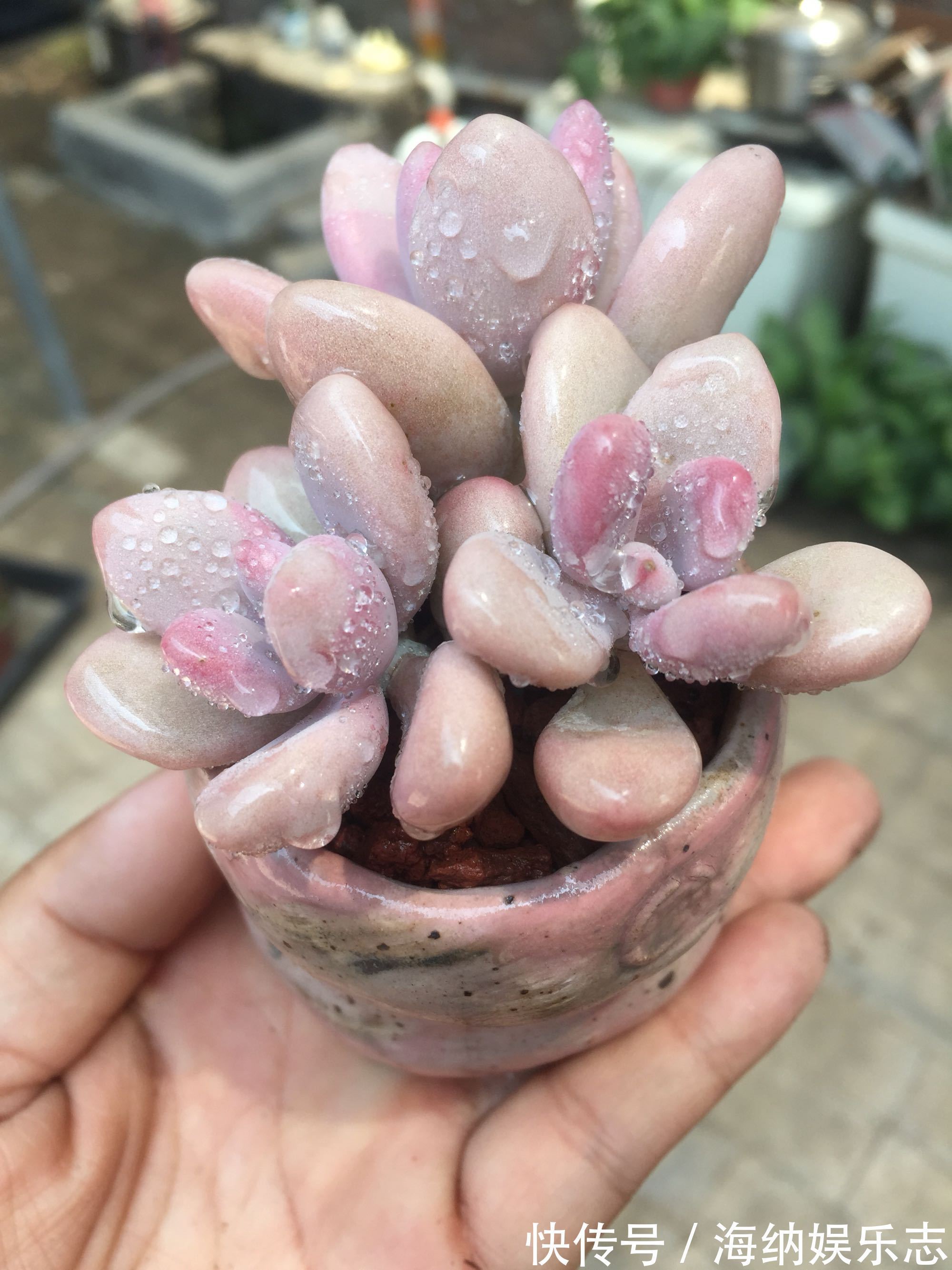 浇水|多肉桃之卵长气生根是好事还是坏事只需2招,根旺爆盆不掉叶