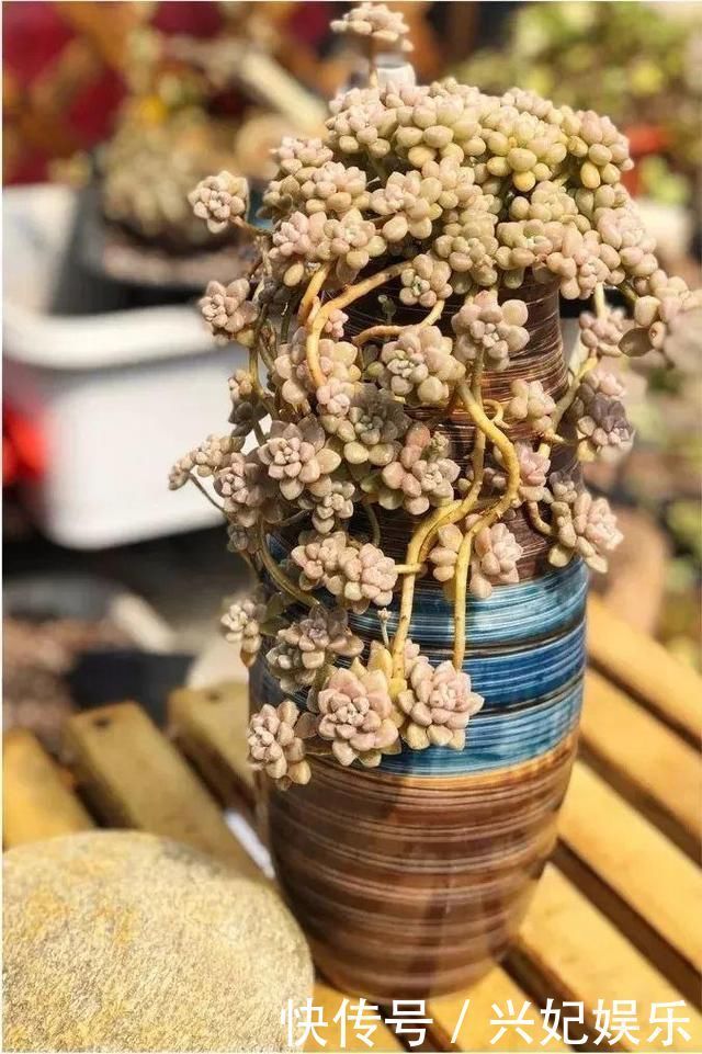 植株|养花“杀手”都有的5个毛病,难怪买花“养1盆死1盆”,要改正了