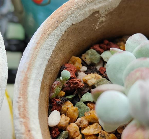 多肉|夏天养多肉，3个“痛点”别忽视，肉肉难长大，摊大饼，难度夏