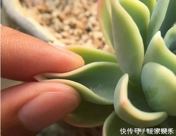 新手养多肉,看一看捏一捏,轻松掌握浇水,不必再用“3年功”