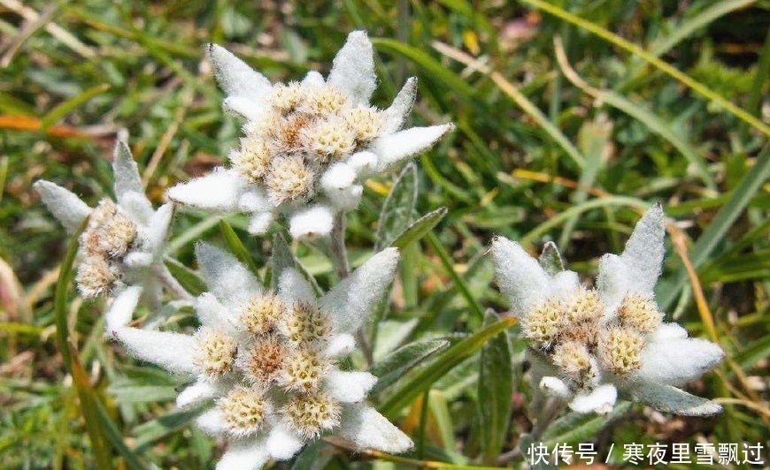 深山里的稀罕野草,人称“老头草”,如今50元一斤成治病良药