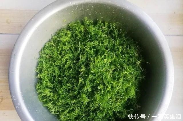 恶草|长得像艾草，古时是救命野菜，如今成麦田恶草，但见到请别错过