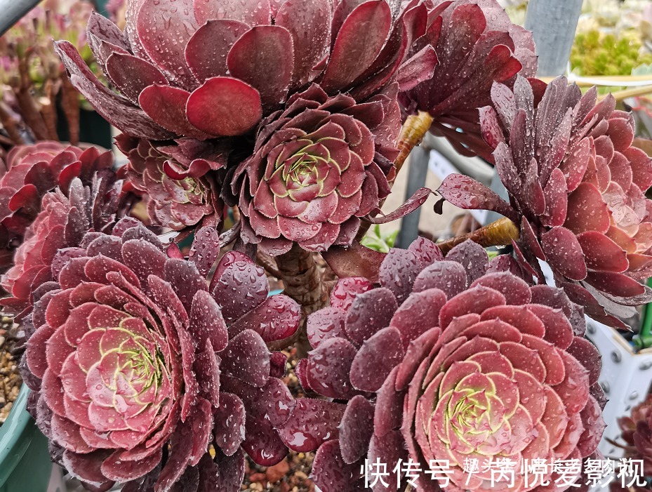 想把自己的法师多肉养成碗的形状?那必须得满足4个要求才行