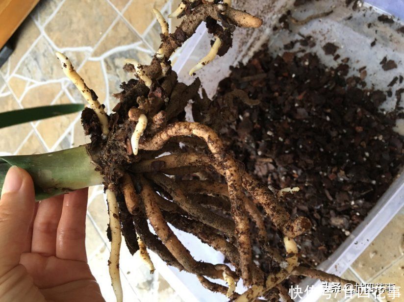 4月给君子兰翻盆，3事不做白费劲，整年长势受影响