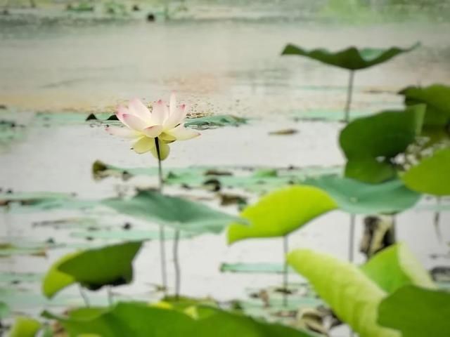 今夏第一波荷花开了，美不胜收！地点就在……