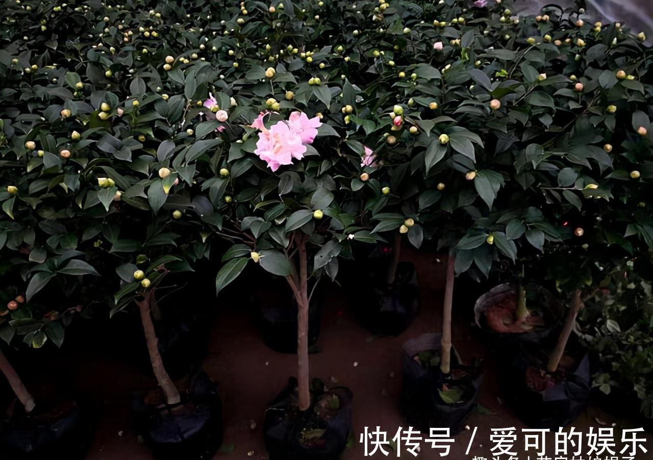 寿命比较长的6种花木,盆栽也能轻松活过好多年,够你养一辈子的