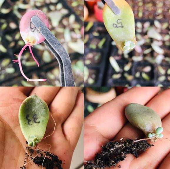 叶插多肉技巧分享掌握4个要点，一片叶子就能生根发芽成株