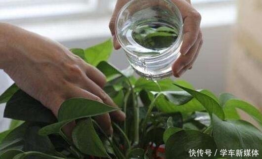 营养物质|俗话说养花先养根!浇水加点“生根剂”,1分钱不花,根系爆盆!