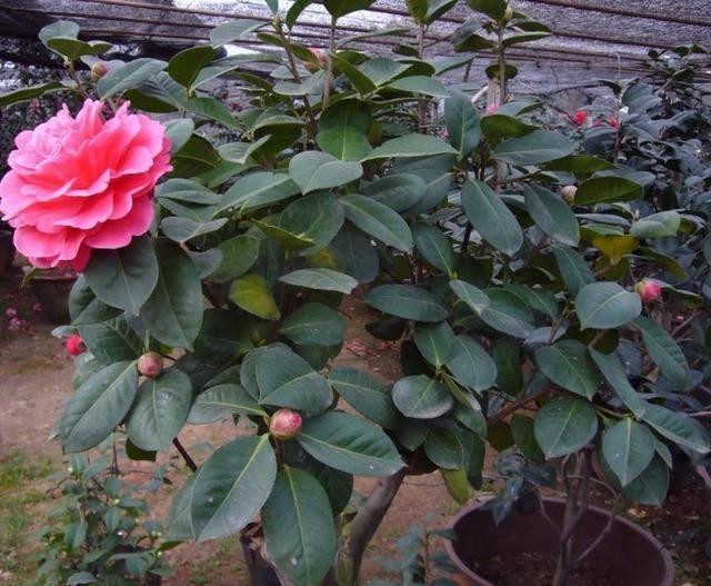 到太阳底下|冬季养茶花你得会养,现在给它做3点,等到春节就开花!