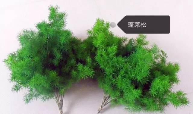150种常见植物及花卉，你认识几个？