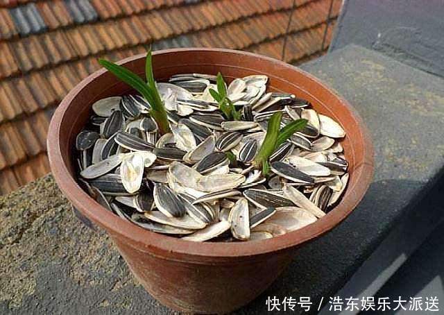 养花还买花肥家里的此几样“垃圾”扔盆里，植物叶油绿、开花艳