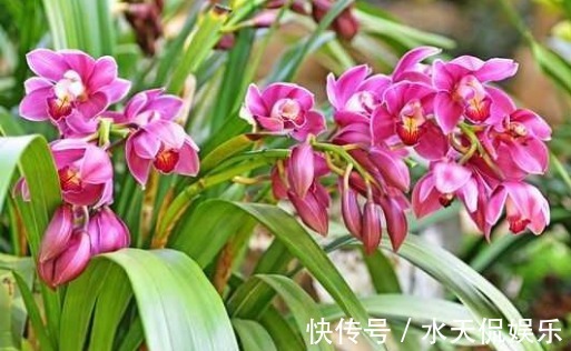 紫砂|“兰花”怎么养做好5点,叶子油绿,开花多,又香又好看!