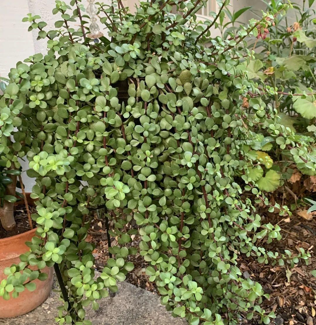 金枝玉叶开花了,真花长这样,很多人没见过