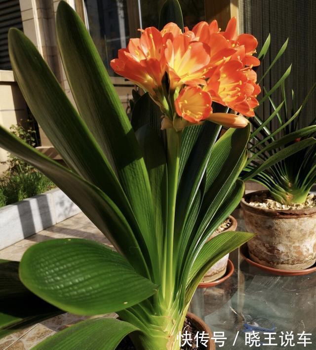 君子兰“夹住了”?3个“五花大绑”法,花箭挺拔,蹭蹭窜满花