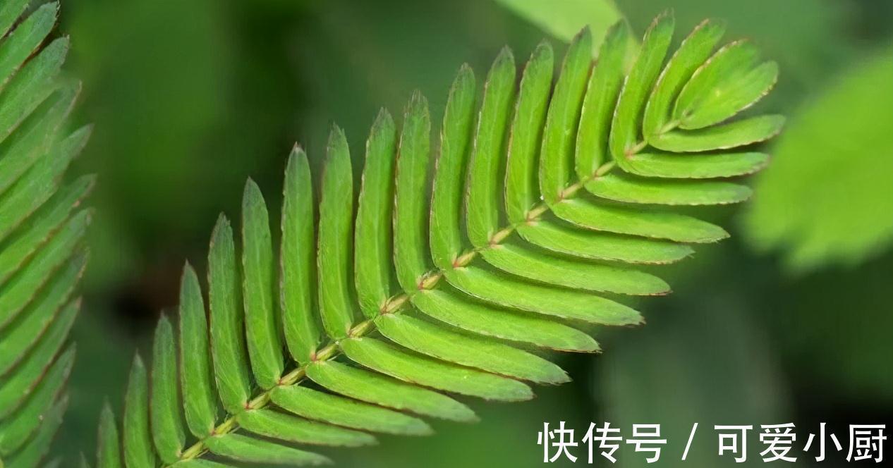 家有此草如有一宝，此草不仅能够在家对人撒娇，还可准确预测地震