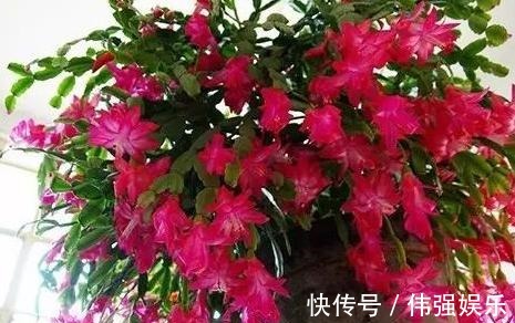 盆栽|嫁接、盆栽蟹爪兰该注意什么2步管理到位,茎叶嗖嗖花开不停