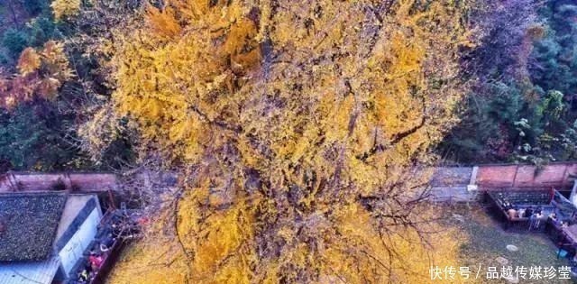 银杏|这3种盆景可以养成传家宝,再穷也要养,越老越值钱!