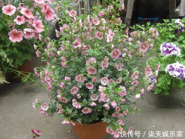 秋季|3种枝条泡水里,10天长根,一次开花100朵,水培成活率更高!