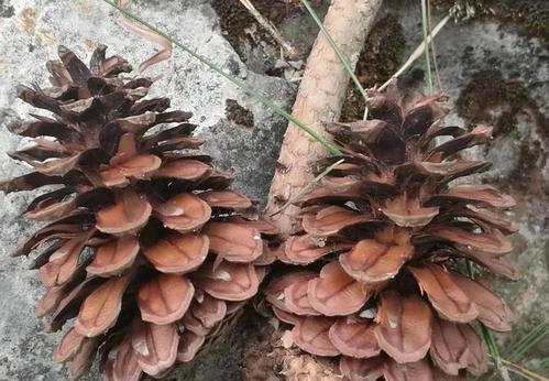 发芽|路边看到3个种子,捡回家种在花盆里,长成漂亮盆景!