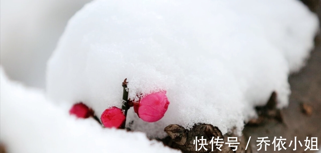 王维@雪晴天地一冰壶。杨朝英的一支小令,写出了踏雪寻梅的诗情画意