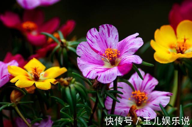 养花就养此3种,花朵硕大颜色丰富,开花漂亮韵味十足,人见人爱