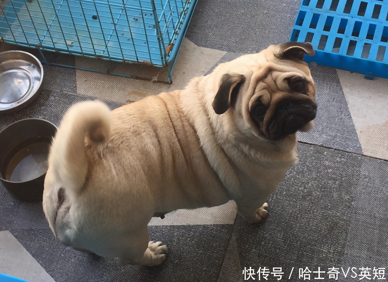 几天的小狗呼吸困难 几天的小狗呼吸困难
