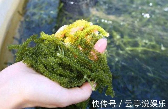 蔬菜|农村的7种蔬菜认识3种正常，认识5种我服你，全认识的人很少