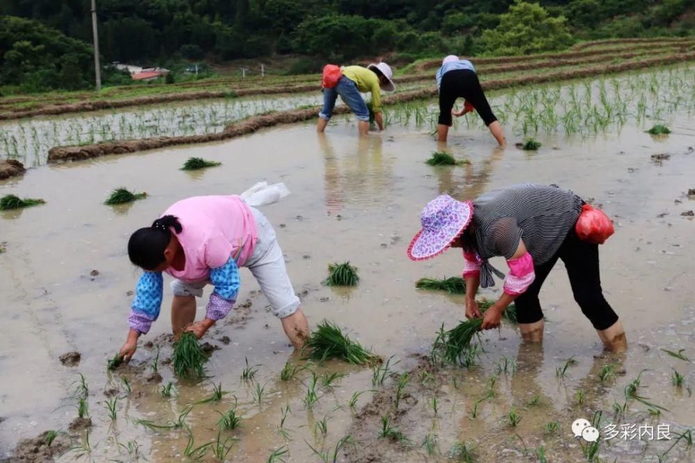 明目止烦|喝着山泉水长大的内良高山稻米，认识一下