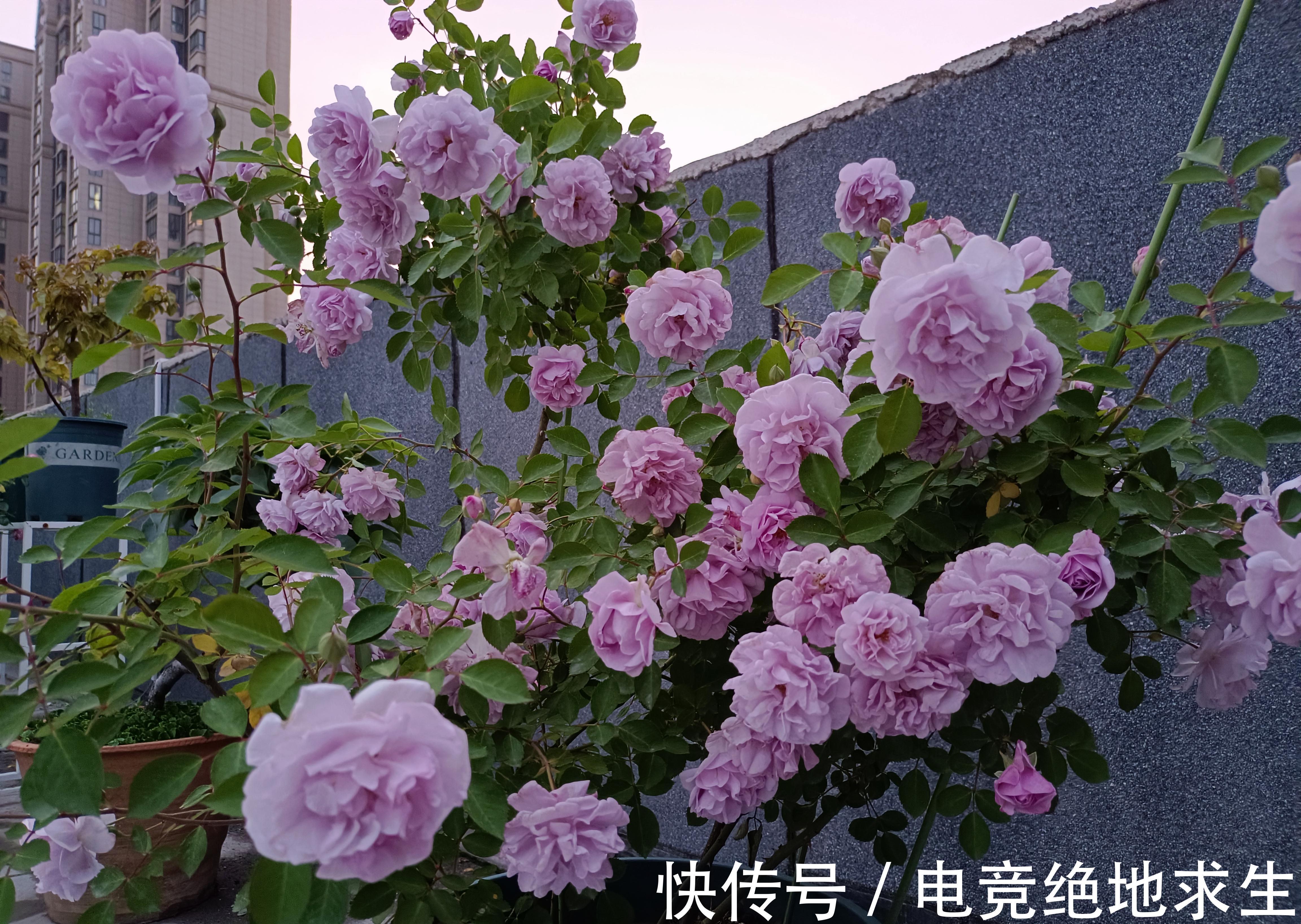 蓝色阴雨，蓝色风暴，两款蓝紫色月季花，优缺点对比