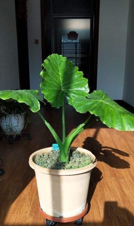 这种“养人”花，窗台客厅摆一盆，干干净净又杀菌