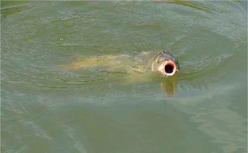 春季钓鲤鱼，这个窝料香味很重，可以试试以下这个窝料配方，钓鲤鱼效果非常好