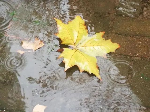 散文@配乐散文：秋雨