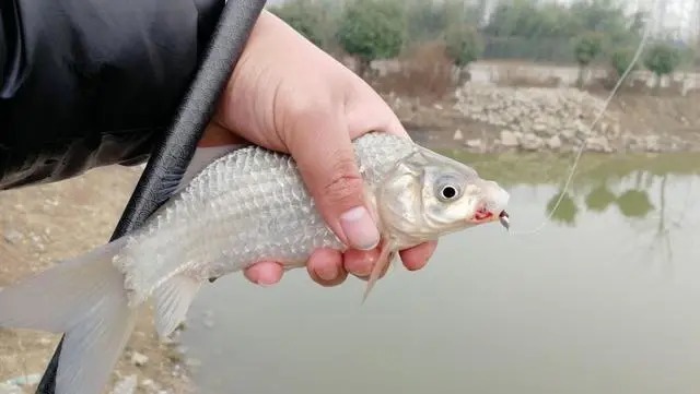冬钓鲫鱼把握方法和时机,这4点就足够你狂拉大鱼,一定要记牢!