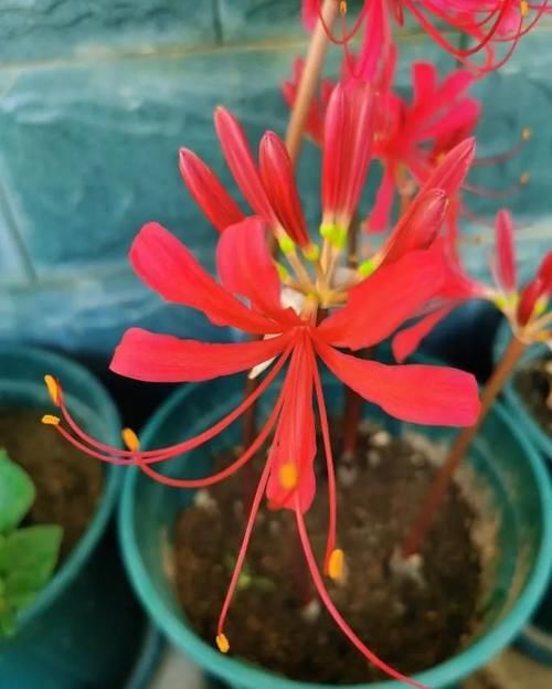 小院|一种花，种在花盆里种在小院里都可以，开花越来越多，漂亮鲜艳