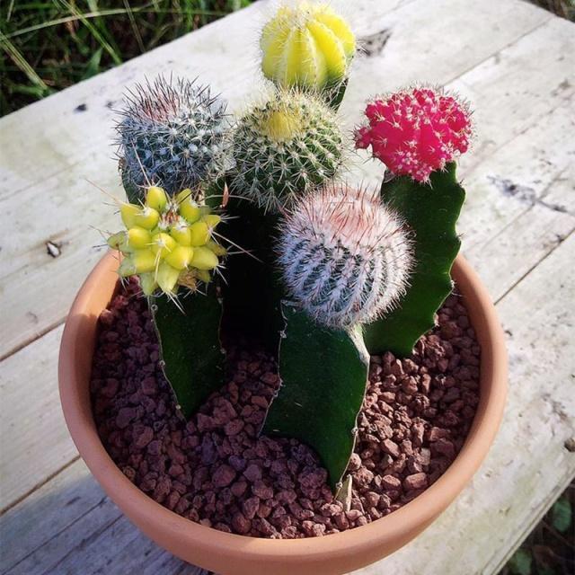 仙人球中的开花“战斗鸡”,5块钱一盆,四季开花不停,值的拥有